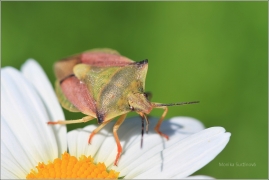 <p>KNĚŽICE ROHATÁ (Carpocoris fuscispinus) --- Shield bug - Nördliche Fruchtwanze/</p>